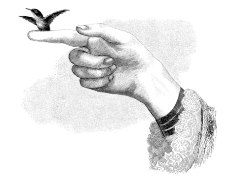 Bolles Köche - Vogel auf der Hand
