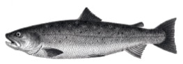 Bolles Köche - Fisch