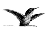 Bolles Köche - Vogel Icon