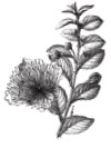 Bolles Köche - Pflanze Icon